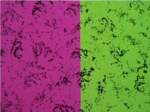 I'm a black feather medium over a split background of hot pink and neon green.